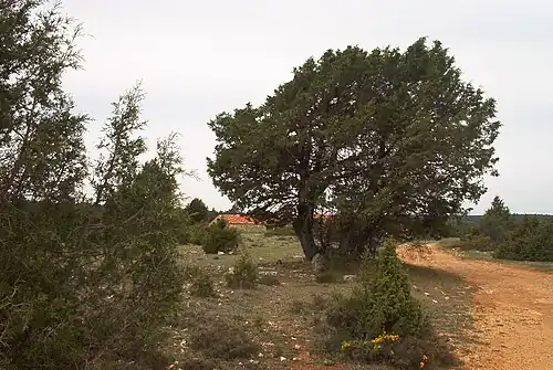 Spanish Juniper trees in the range