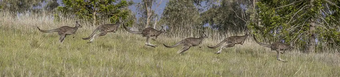 Image 8 Eastern grey kangaroo Photograph credit: Charles J. Sharp The eastern grey kangaroo (Macropus giganteus) is a marsupial found in the eastern third of Australia, with a population of several million. The eastern grey kangaroo is the second largest living marsupial and native land mammal in Australia, with adult males weighing around 50 to 66&nbsp;kg (110 to 146&nbsp;lb) and females weighing around 17 to 40&nbsp;kg (37 to 88&nbsp;lb). Like all kangaroos, it is mainly nocturnal and crepuscular, and is mostly seen early in the morning, or as the light starts to fade in the evening. In the middle of the day, kangaroos rest in the cover of the woodlands and graze there. Kangaroos are the only large mammals to hop on two legs as their primary means of locomotion. This multiple exposure photograph shows an eastern grey kangaroo hopping in Mount Annan, New South Wales. More selected pictures