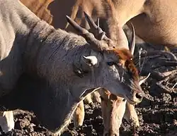 Common eland in Mapungubwe National Park
