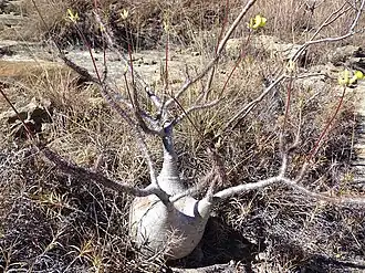 Elephant's foot in flower in Isalo N. P., Madagascar