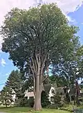 Elm tree on Elm Street in Plaistow, New Hampshire, which was planted in the late 1800s (August 2019). Girth 13&nbsp;ft at 4.5&nbsp;ft above ground; height 85&nbsp;ft; spread 80&nbsp;ft.