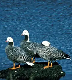 Three emperor geese on a rock in a body of water