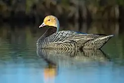 An emperor goose swimming in a lake