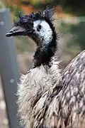 Emu in profile