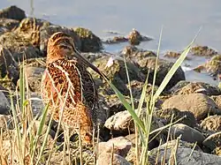 Common snipe, Varberg
