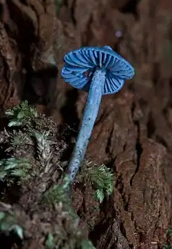 Close-up of a small, thin Entoloma mushroom growing from the mossy bark of a tree. The cap and gills are evenly pigmented a light blue colour and the stem takes on paler tones towards its base.