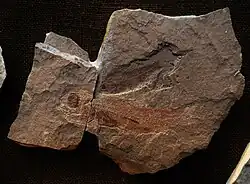 Eomyctophum koraense and Sardina sardinites 34 maf olig romania