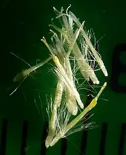 Individual flowers in the head