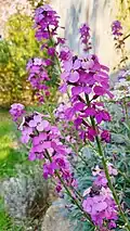 Erysimum × linifolium 'Bowles's Mauve'