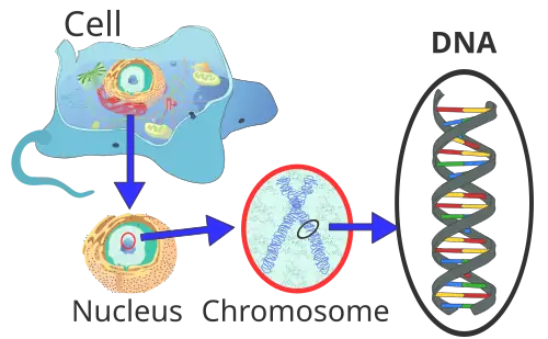 Location of nuclear DNA within the chromosomes of a cell nucleus