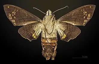 Female underside