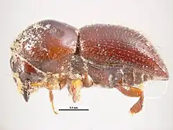 Euwallacea fornicatus — lateral view