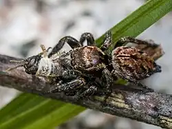 Spider on a branch with prey