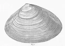 A drawing of an Atlantic surf clam, an animal with a spade-shaped shell. It is black-and-white, with clear dark lines of growth.