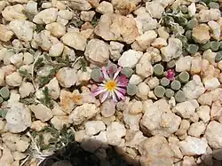 Flowering in its natural habitat