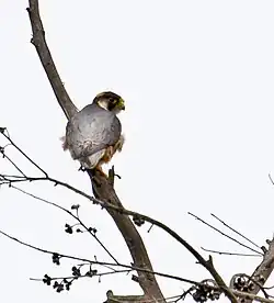 Taita falcon photographed at Chimanimani National Park, Zimbabwe