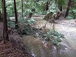Fallen redwood in Adobe Creek. This large woody debris prevents erosion by slowing high flows and provides shelter for trout and other species