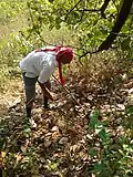 Farm harvestors gathering the ripened cashew fruits and nuts that have fallen from the tree