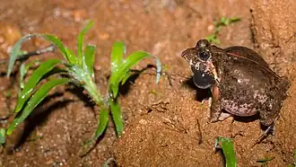3. Preparing to vocalise - side view