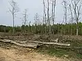 Tree felling north of Woorgreens Lake