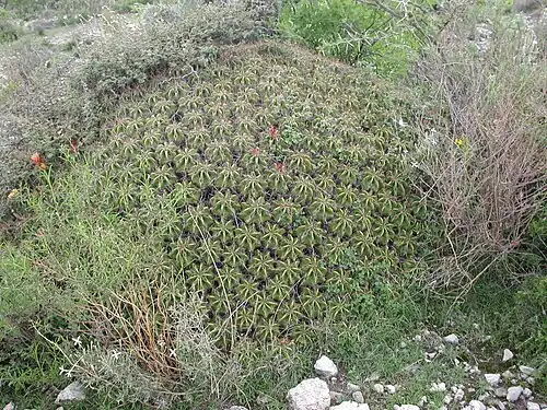 Plant growing in Tehuacán Valley matorral
