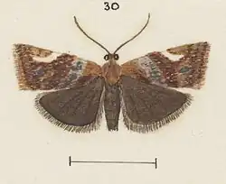 Female variety