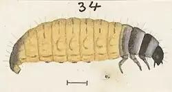 Larva withdrawn from case.