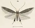Illustration of a male