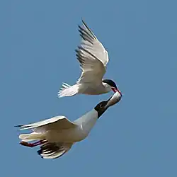 Black-headed gull (Chroicocephalus ridibundus) attempting to steal a fish caught by a common tern (Sterna hirundo)