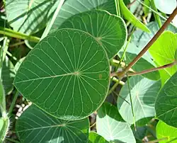 Green leaves of Stipecoma peltigera plant