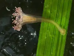 Juvenile Manania handi specimen