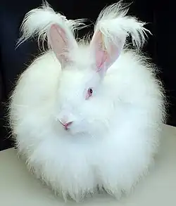 A white rabbit with lots of fur on its body and ears