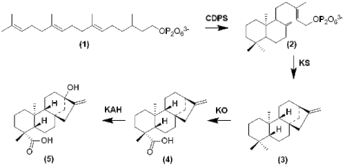 Formation of Steviol