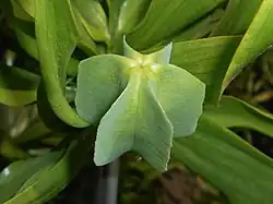 Fruit of Fritillaria imperialis