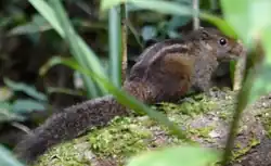Brown squirrel