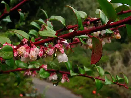Characteristically bright red bark of V. ovatum