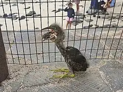 Young juvenile swallowing a bird, San Cristóbal Island.