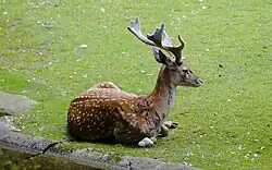 A Persian fallow deer buck lying in the grass.