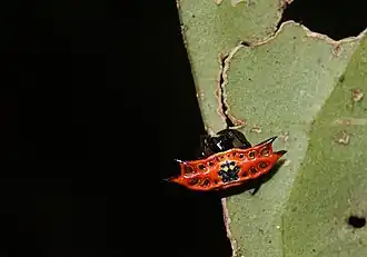 G. quadrispinosa Queensland, Australia