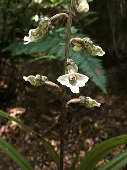 An orchid with white petals open to the viewer
