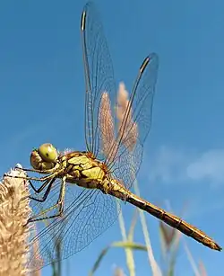 Insect: Six legs, three-part body (head, thorax, abdomen), up to two pairs of wings