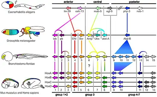 Image 25Homologous Hox genes in such different animals as insects and vertebrates control embryonic development and hence the form of adult bodies. These genes have been highly conserved through hundreds of millions of years of evolution. (from Evolutionary developmental biology)