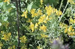 Genista corsica.