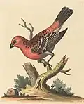Plate 123: "The Greatest Bulfinch-Cock" now the pine grosbeak (Pinicola enucleator)[28]