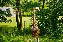A fake, decorative giraffe standing by the river in St Mawgan. The giraffe is wearing yellow tinted sunglasses and a straw hat.