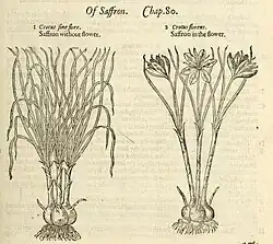 Illustration of crocus from John Gerard's Historie of Plants 1597