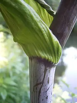 Leaf sheath on stem
