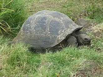 Image 41Galápagos tortoise on Santa Cruz Island (from Galápagos Islands)