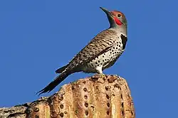 A male on top of a cactus