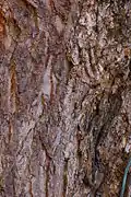 Trunk bark